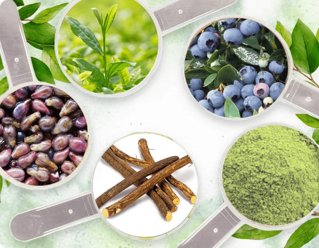 Natural plant-based ingredients including green tea, blueberries and botanical extracts in scientific formulation concept